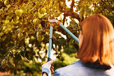 eine Frau schneidet selber einen Baum im Obstgarten 